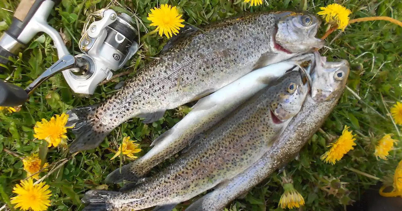 Everything to know about Texas rainbow trout just in time for the holiday season