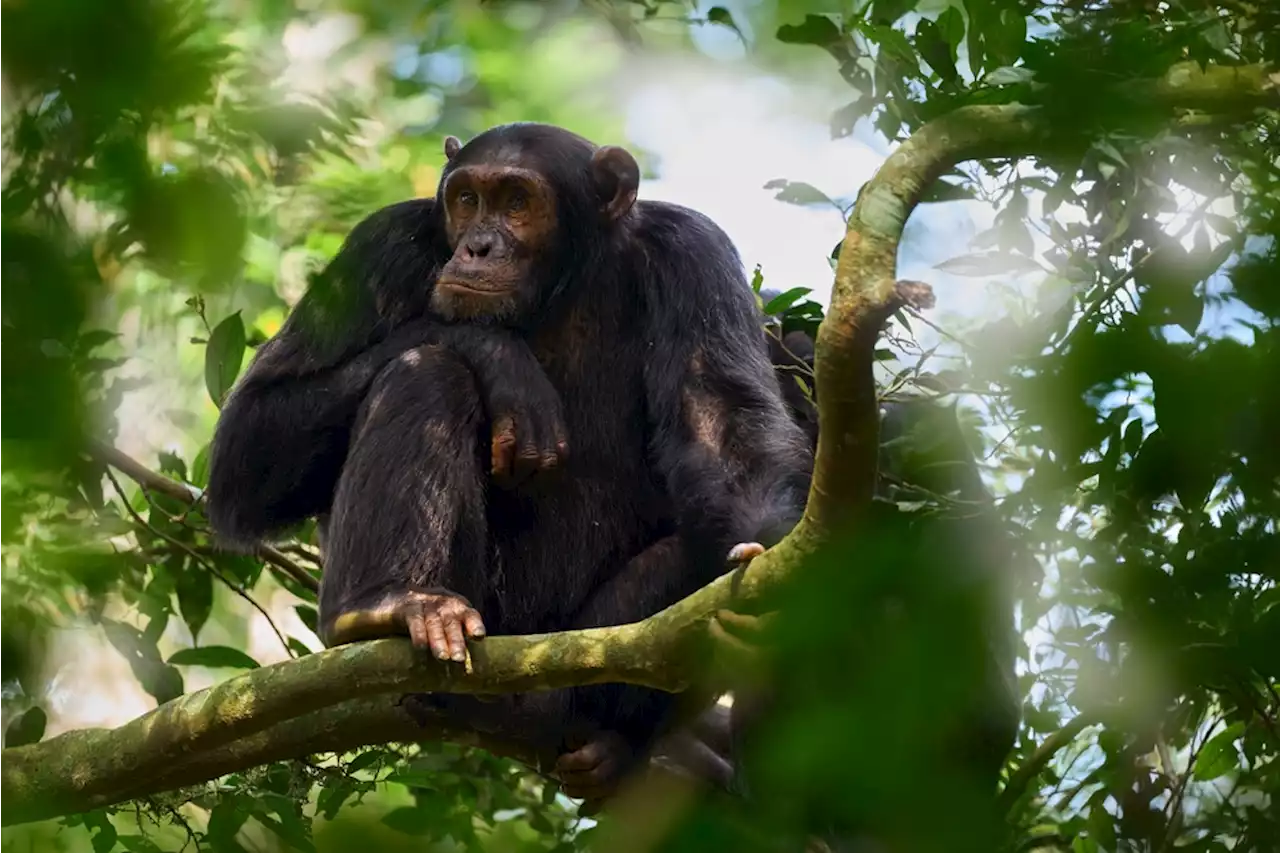 Chimpanzees Could Answer Why Humans Evolved to Walk Upright