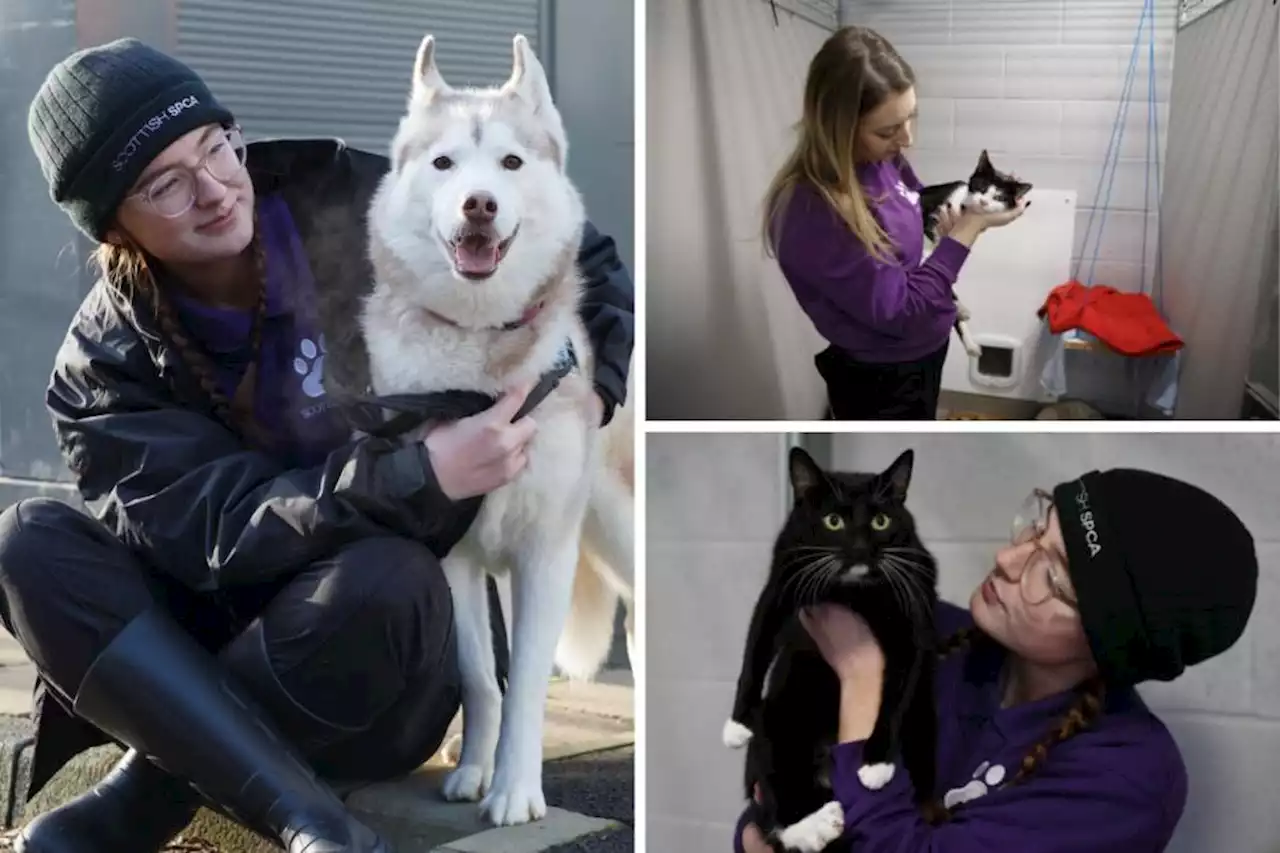 Meet the adorable pets spending Christmas in the care of Glasgow SSPCA