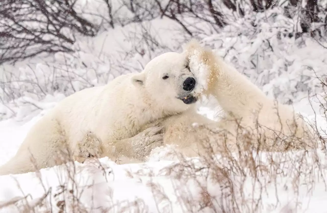 Canadian polar bears near ‘bear capital’ dying at fast rate