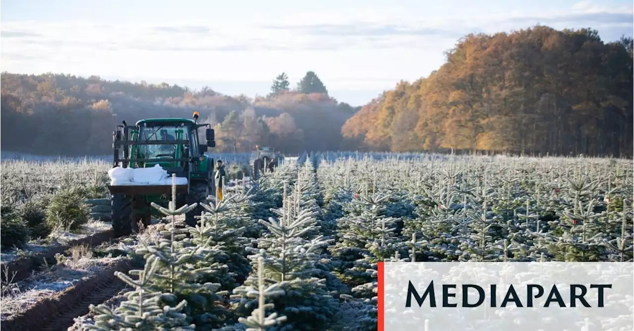 « On ne veut pas tuer la magie de Noël, ce sont les pesticides qui la tuent »