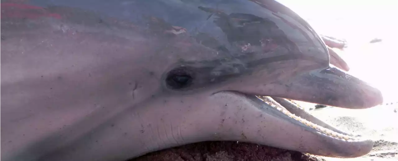 Stranded Dolphins Show Signs of Alzheimer's Disease in Their Brains