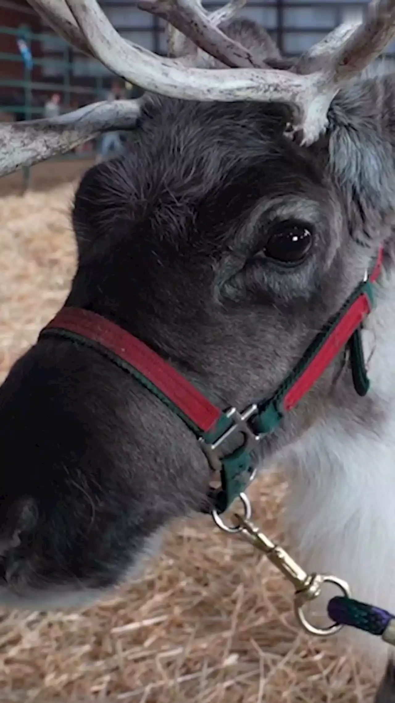 Meet the Utah vet who certifies Santa’s reindeer — and works to help save the ‘magical’ species