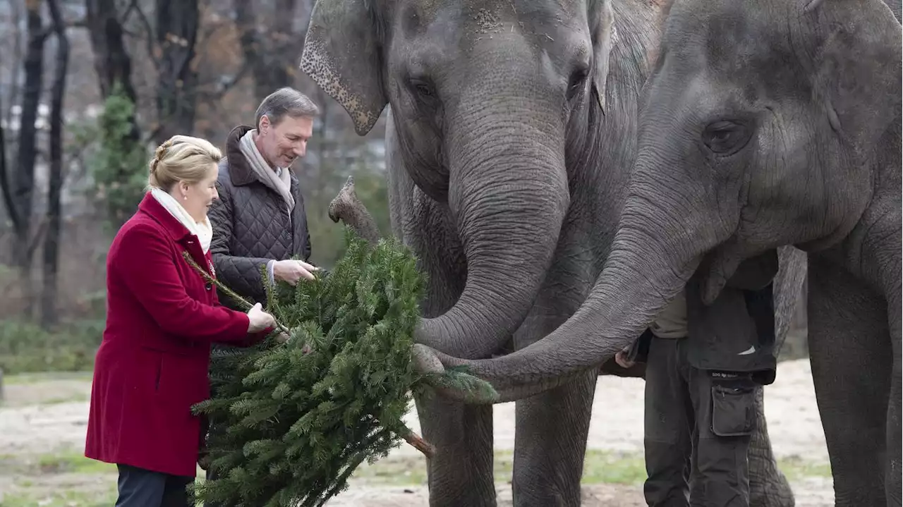 Nach Vogelgrippe-Fall wieder geöffnet: Elefanten im Berliner Zoo bekommen Weihnachtsbaum von Giffey