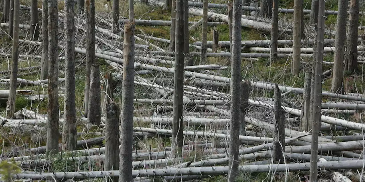 Zunahme von Holzschäden: Gestörte Wälder