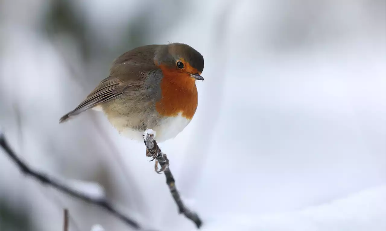 White Christmas forecast for parts of Scotland