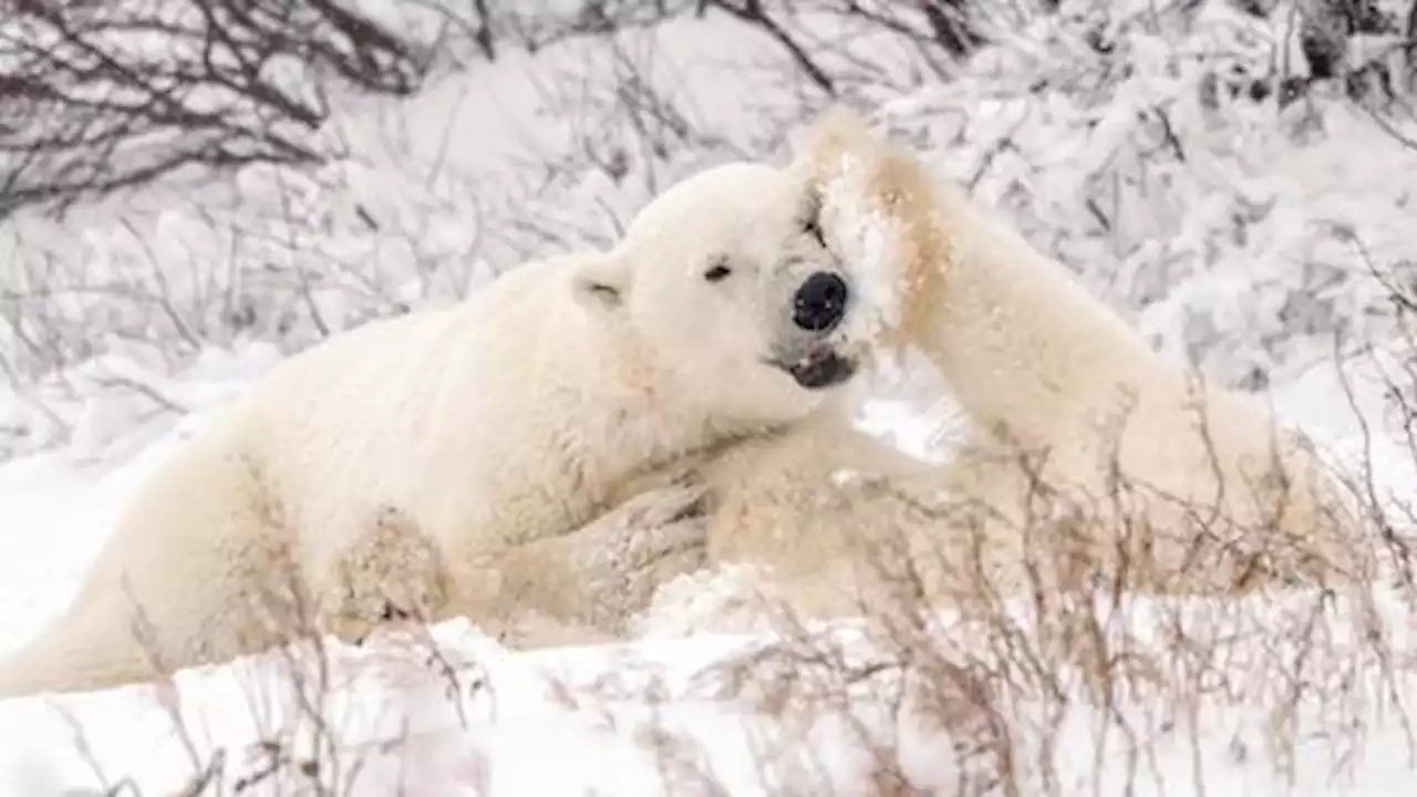 Canada's Hudson Bay polar bear population shrinks as Arctic ice recedes