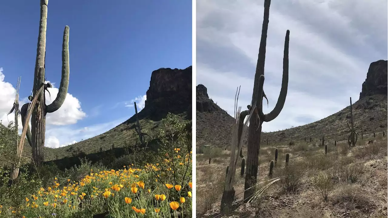 Wildflower forecasters grow cautiously optimistic after December rains