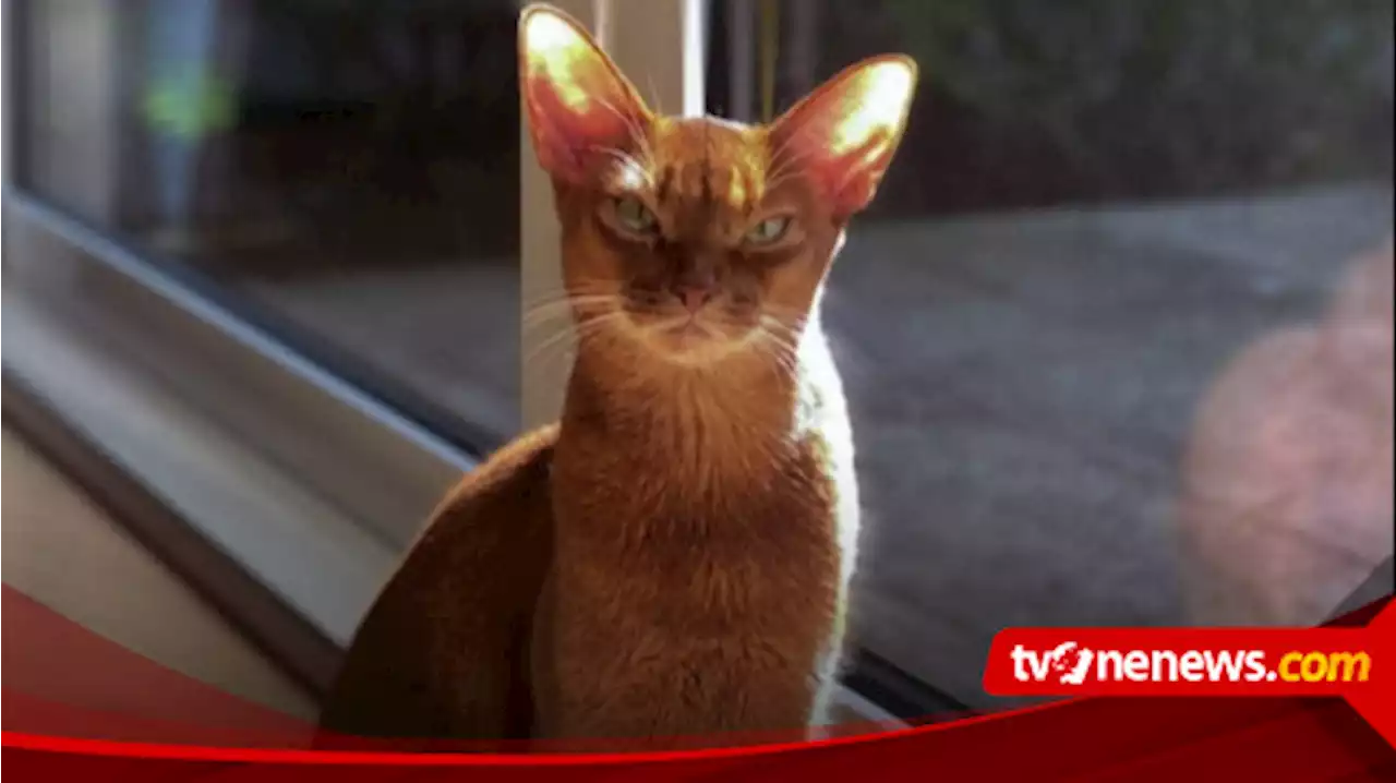 Terkenal Aktif dan Penuh Energi, Berikut Karakter Fisik, Sejarah dan Cara Merawat Kucing Abyssinian