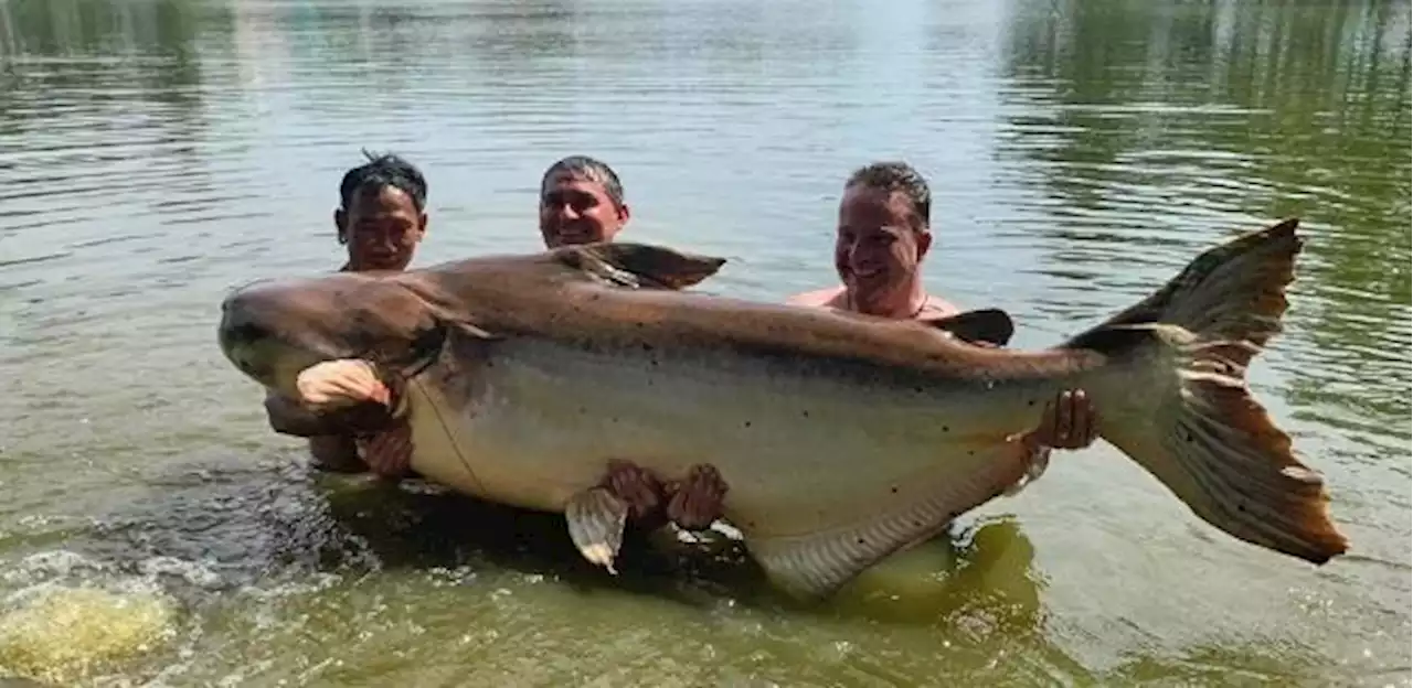 Britânico pesca bagre gigante e raro de 200 kg: 'teste de resistência'