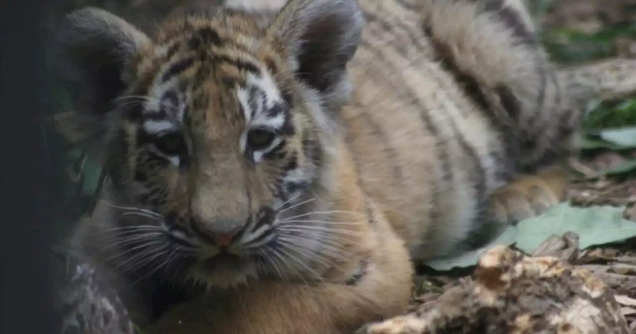 Second young tiger cub dies at Indianapolis Zoo