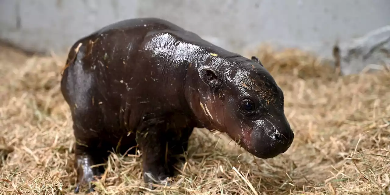 CUTE: Zoo welcomes baby hippopotamus just in time for Christmas