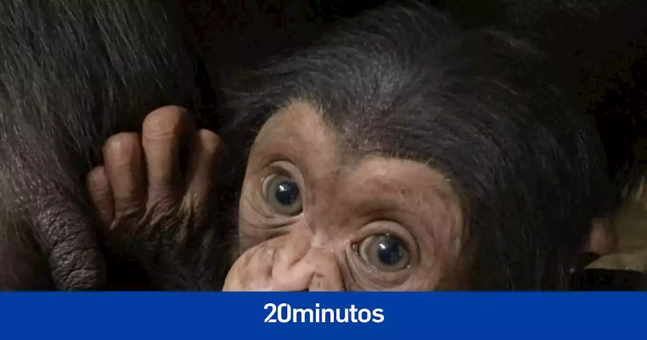 Muere el bebé chimpancé cuyo encuentro con su madre se hizo viral: 'Tenemos el corazón roto'