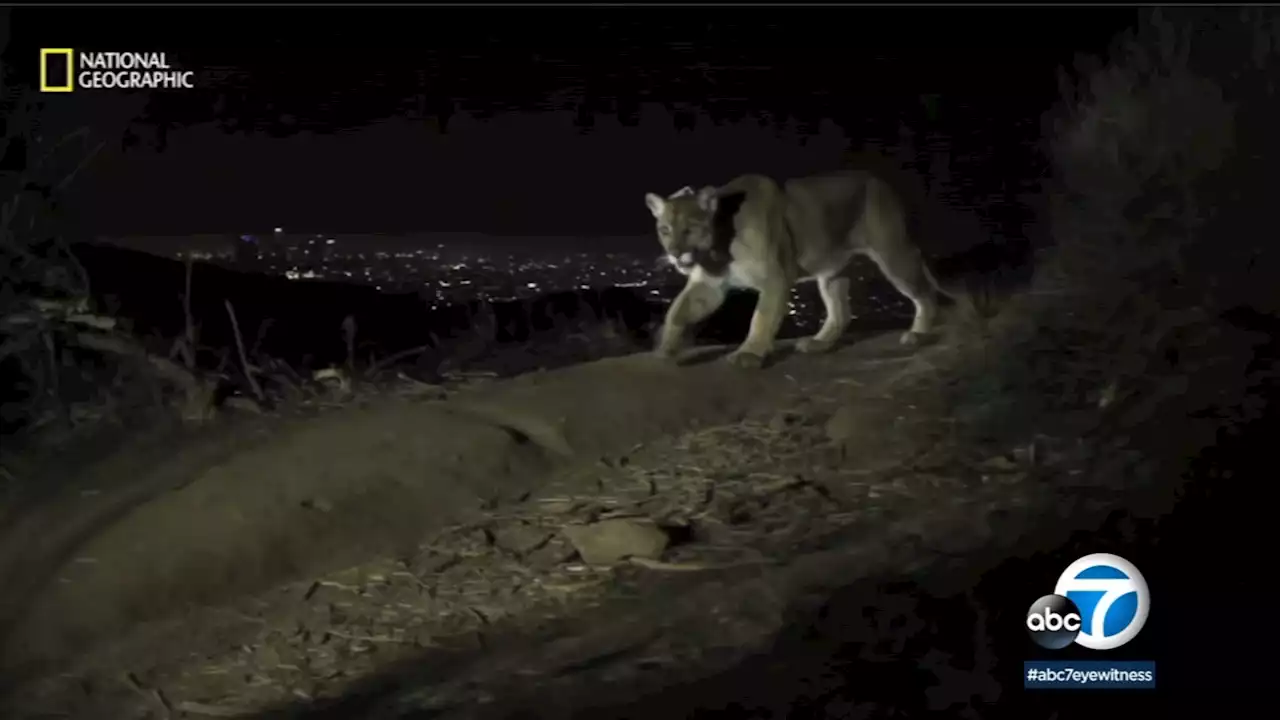 Native tribes call for famed mountain lion P-22 to be buried with ceremony near Griffith Park