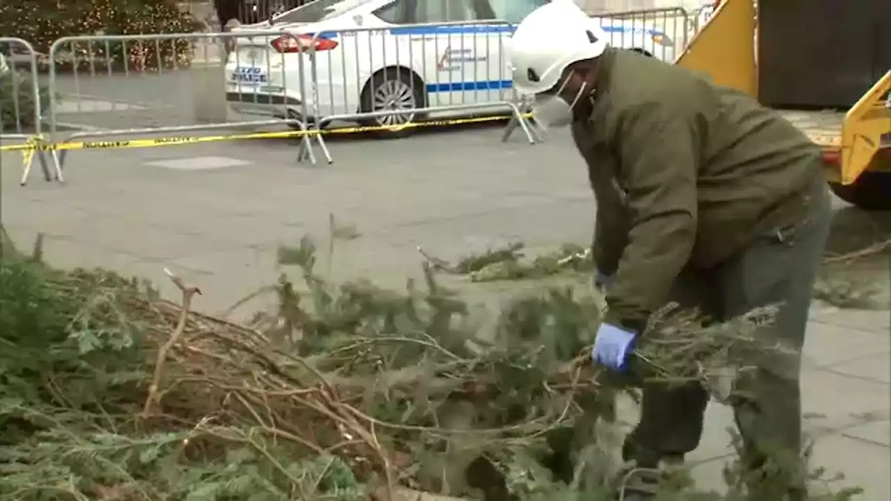 NYC's Mulchfest allows locals to dispose of Christmas trees for free while helping environment