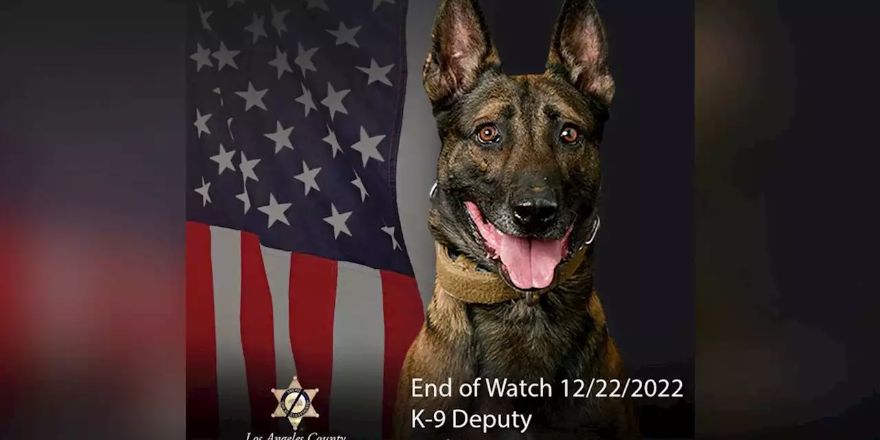 Gunman, sheriff’s department K-9 die in shootout with LA County deputies