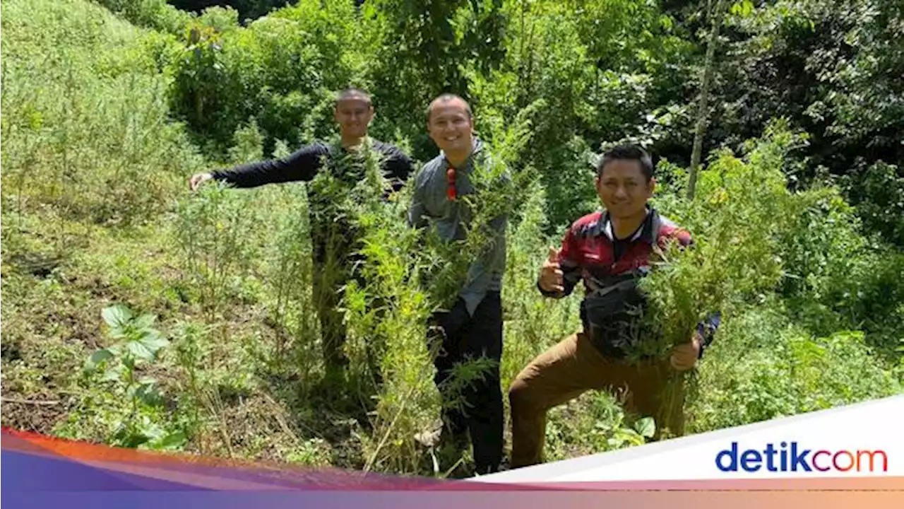 Polda Metro Temukan 11 Hektare Ladang Ganja di Madina Sumut!