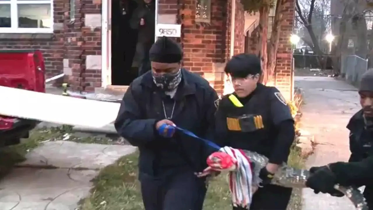 Family of alligators in Detroit greet police serving eviction notice