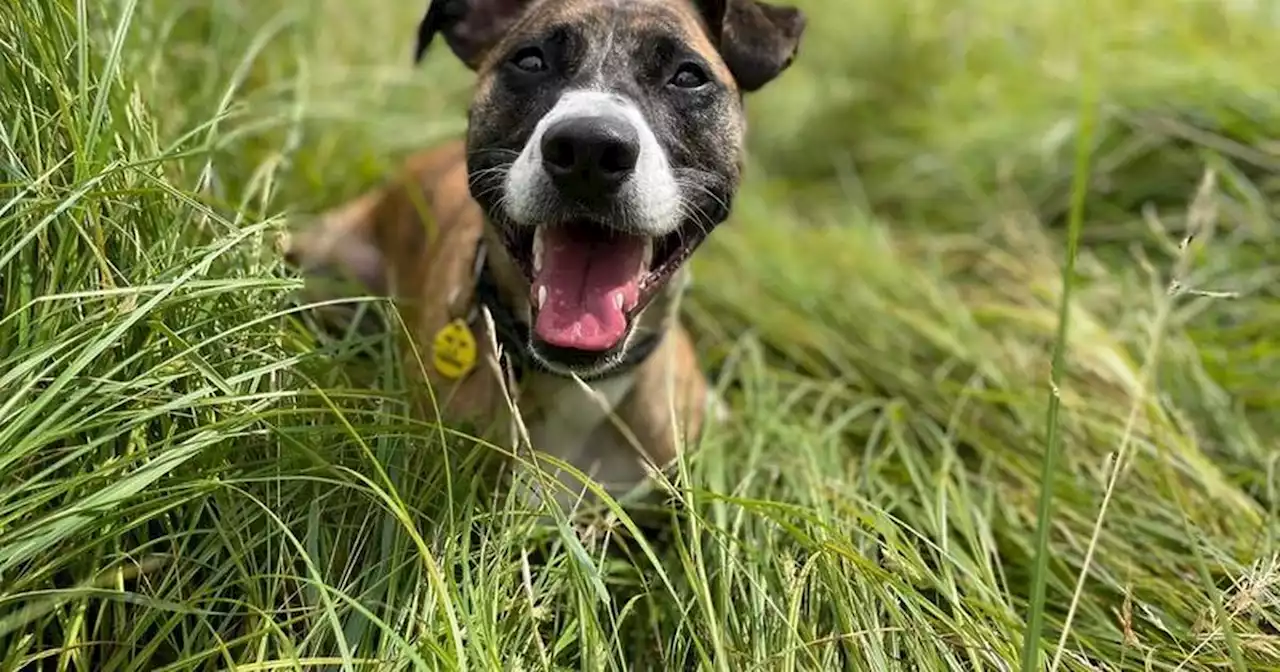 Glasgow dogs hoping to find a 'special someone' to love in 2023