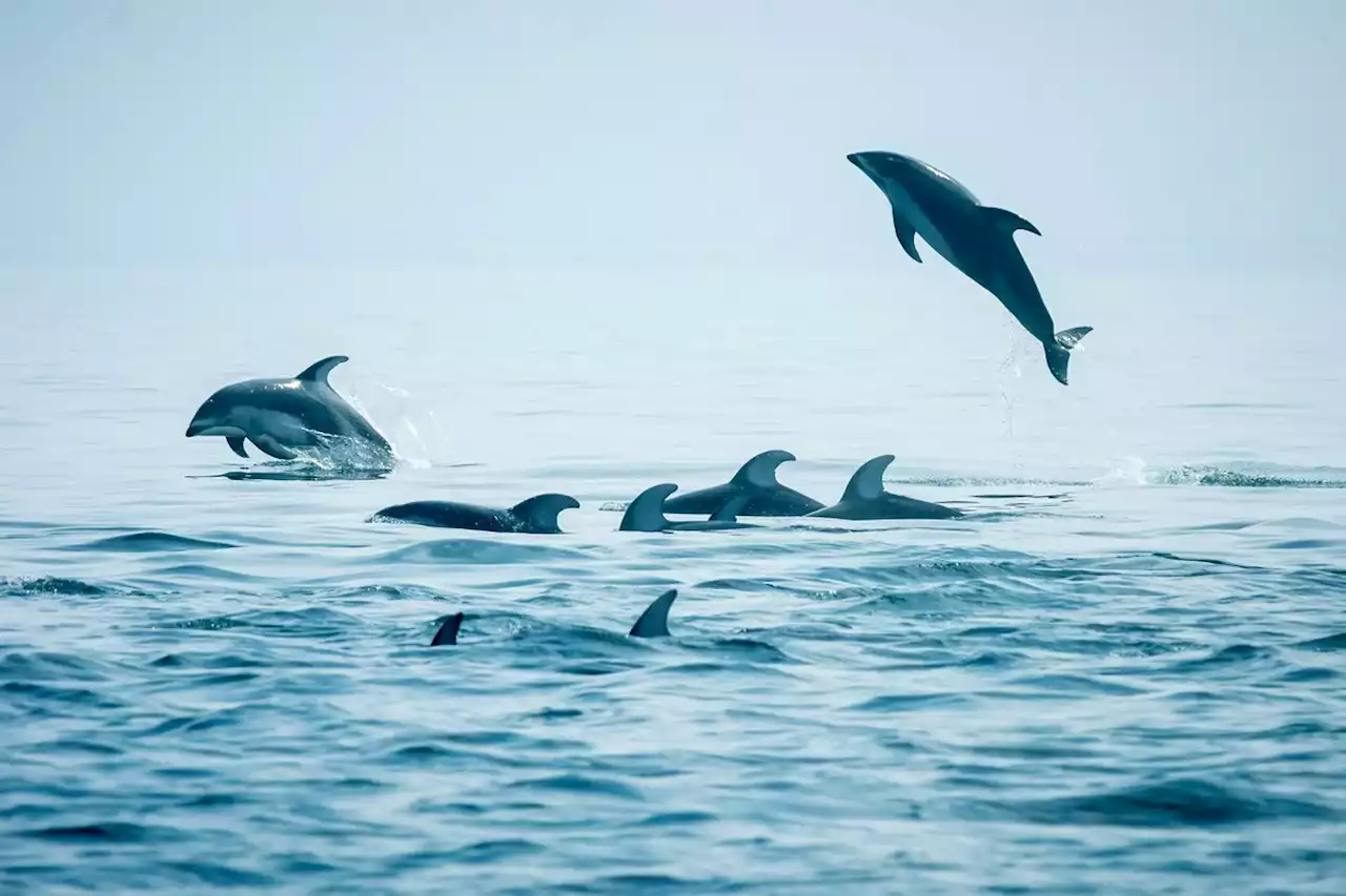 Dolphins delight with return to B.C. waters, but some see ‘invasive species’
