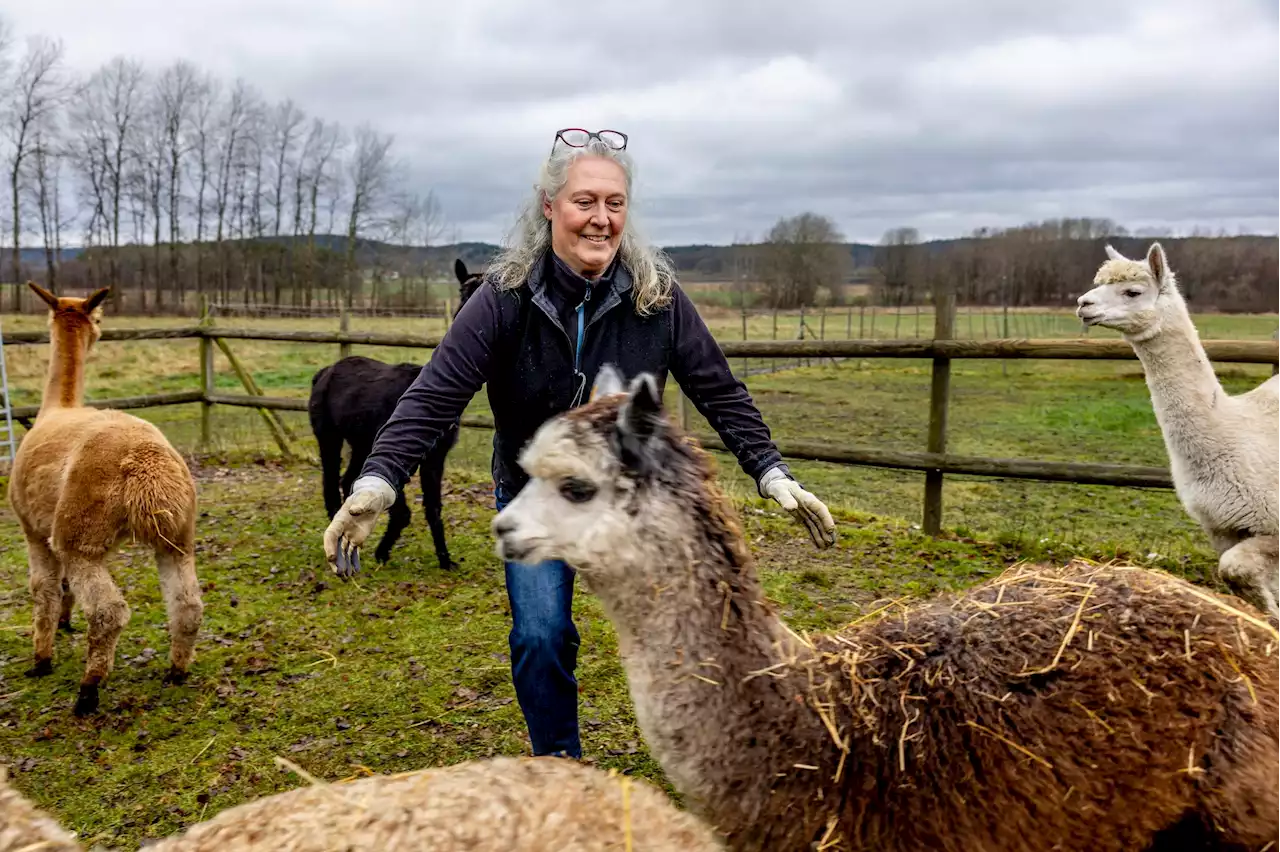 Monica bor med alpackor på sin gård Greyboo Ranch