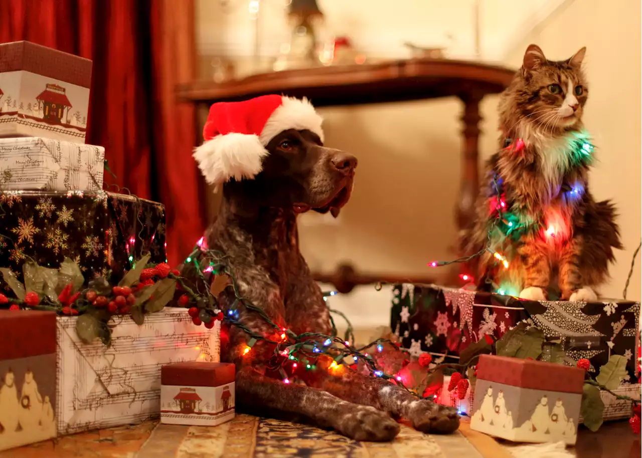 Cane Natale senza stress, dai pranzi ai parenti - iO Donna