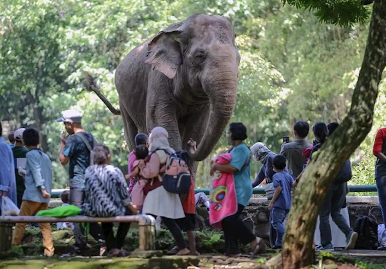 76.881 Wisatawan Kunjungi Taman Margasatwa Ragunan pada Libur Natal