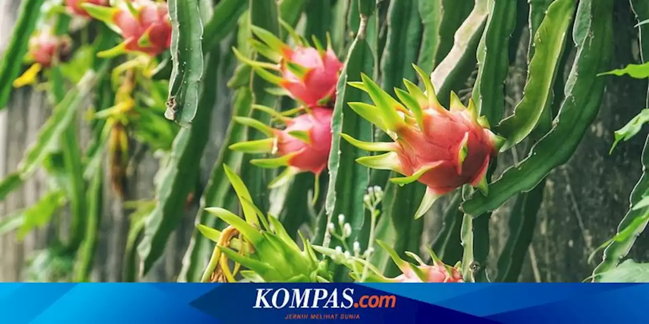 Simak, Tips Sukses Merawat Pohon Buah Naga agar Berbuah Lebat