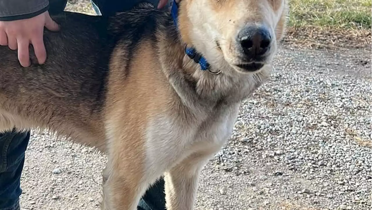 Il Natale speciale di Zeppelin, il cane smarrito in California e ritrovato 14 mesi dopo in Kansas