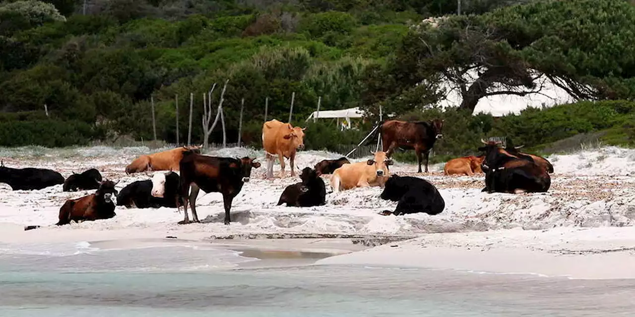 Corse : la nouvelle arme de l’État contre la fraude aux primes à la vache