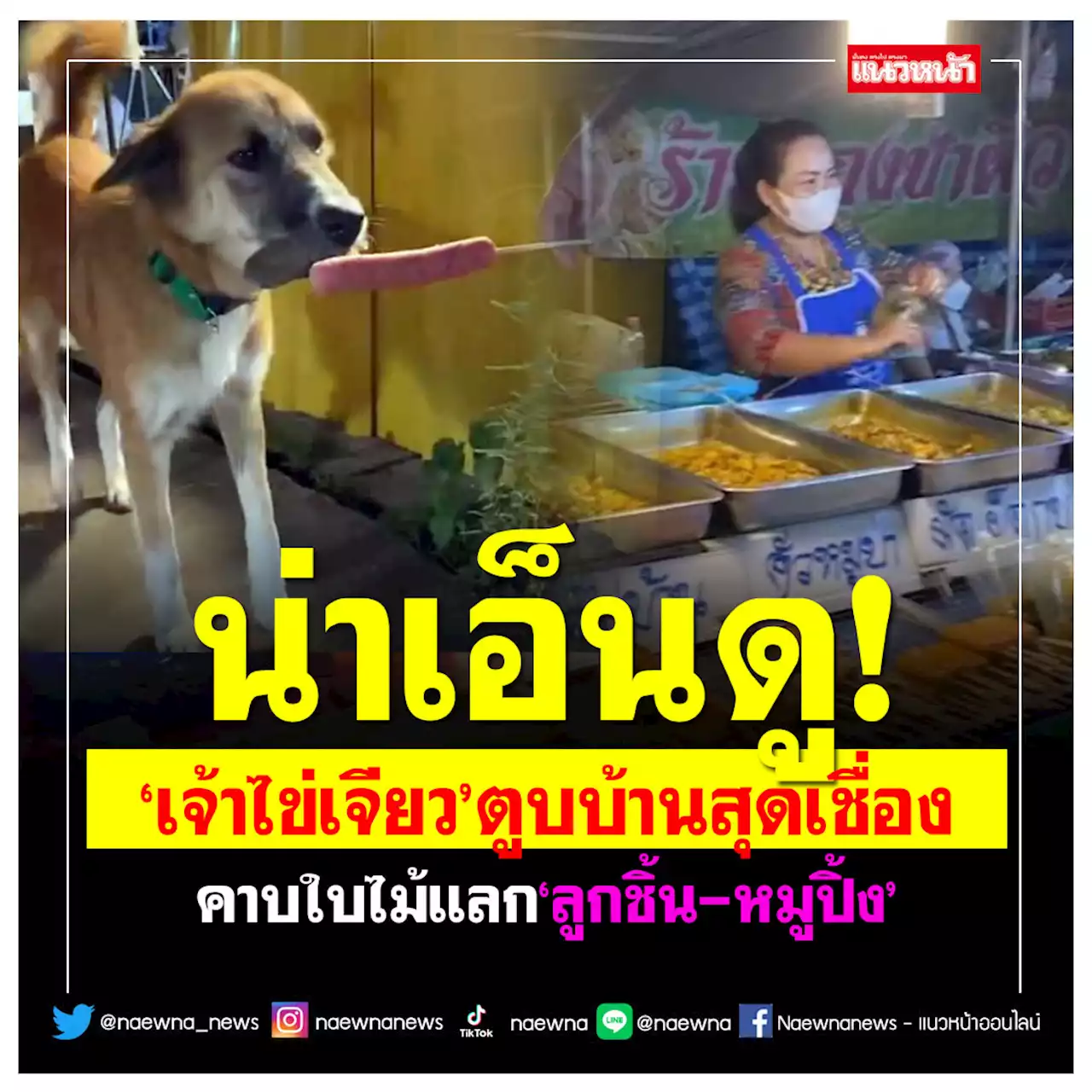 เอ็นดู! 'เจ้าไข่เจียว'ตูบบ้านสุดเชื่อง คาบใบไม้แลกลูกชิ้น-หมูปิ้ง