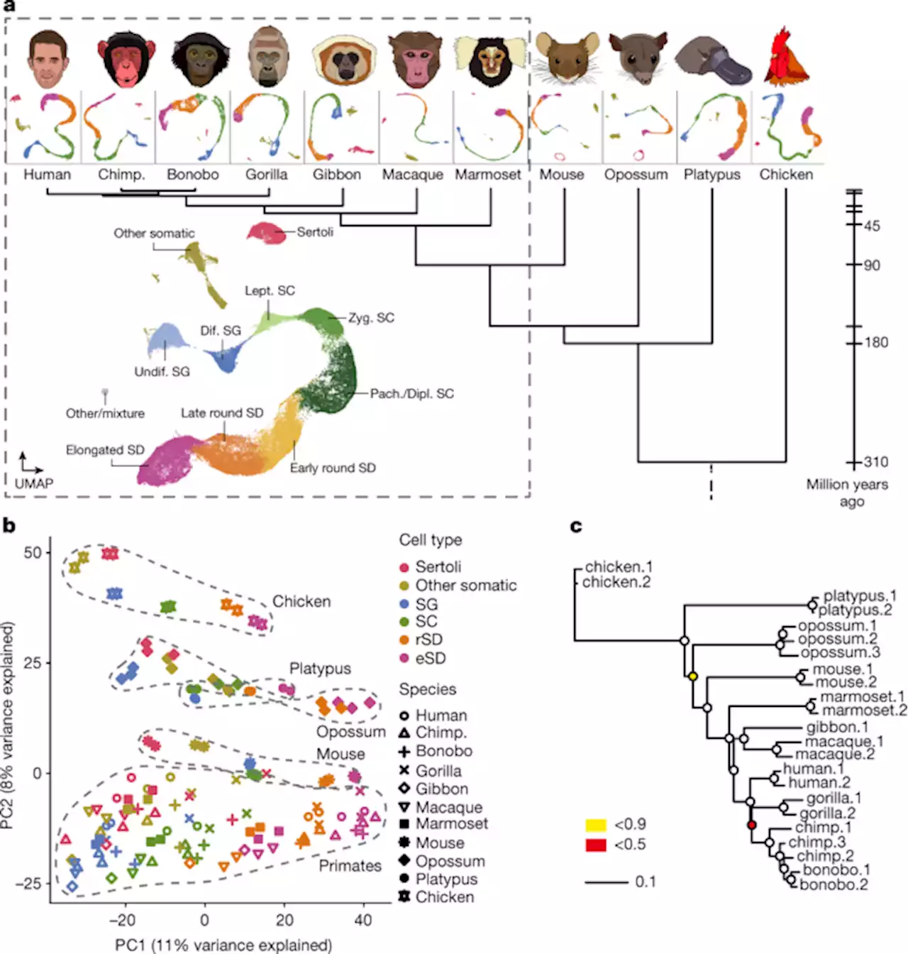 The molecular evolution of spermatogenesis across mammals - Nature