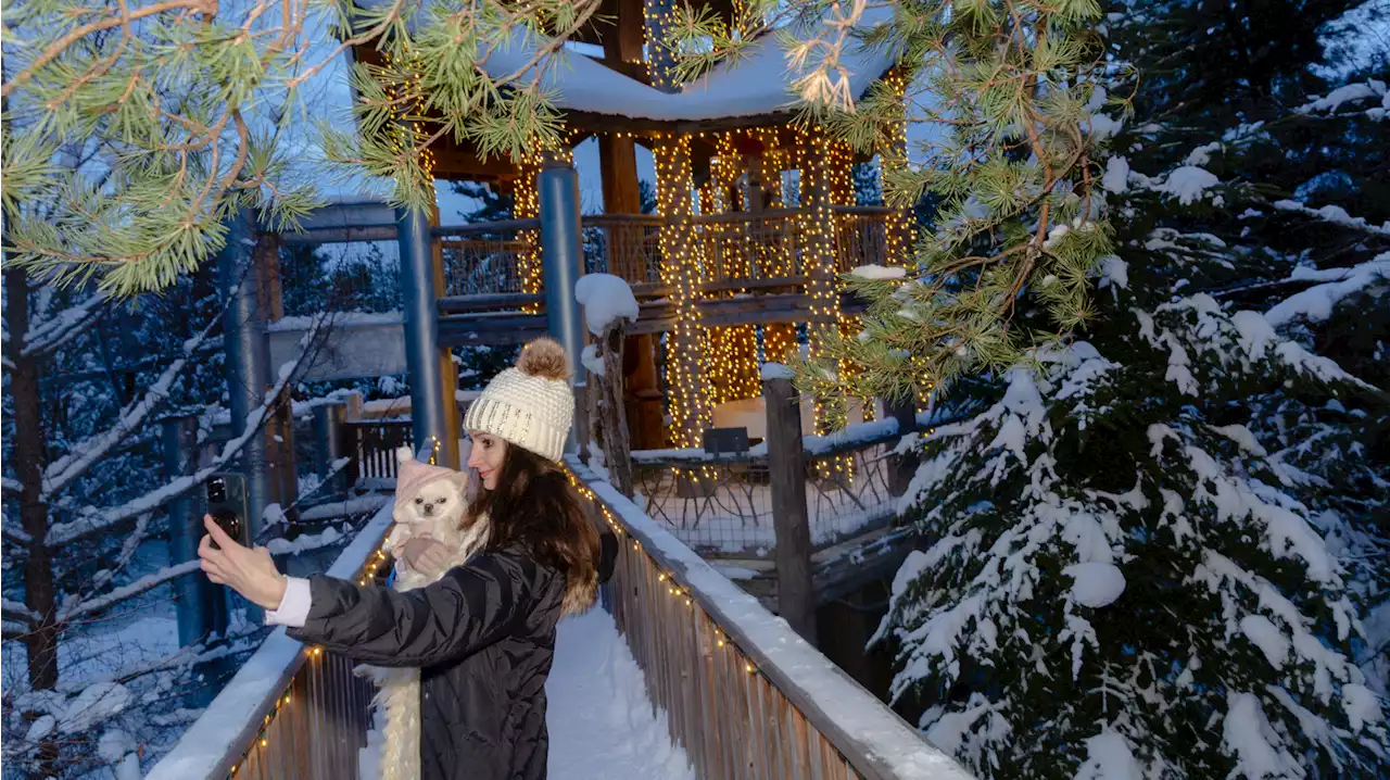 In a wintry Adirondack forest, an oasis of holiday light