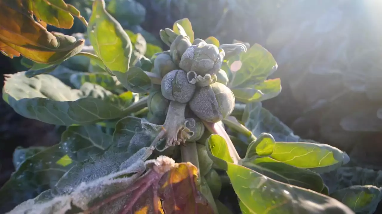 'I think about sprouts every day': Inside the Dutch factory growing your Christmas vegetables