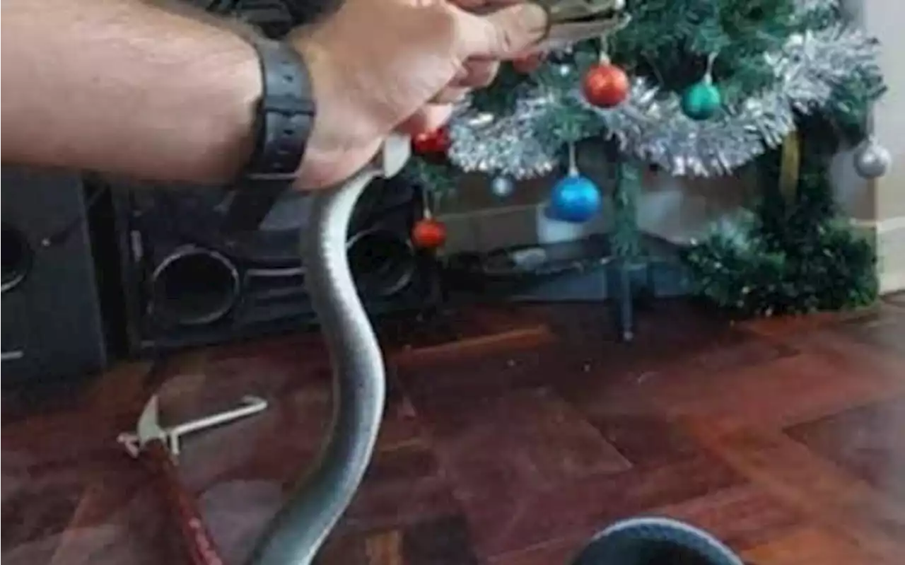 Sudafrica, trovano un serpente velenoso sotto l'albero di Natale