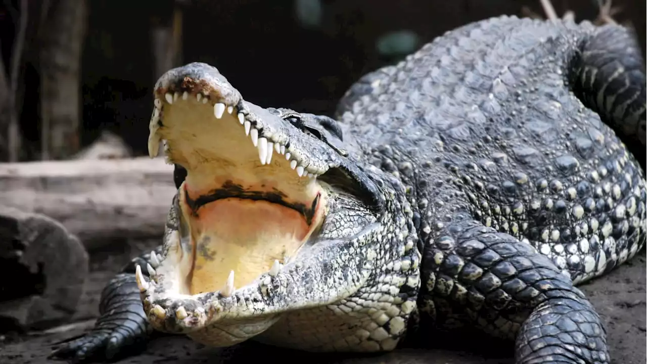 Smithsonian’s Critically Endangered Crocodile Dead From Electric Shock