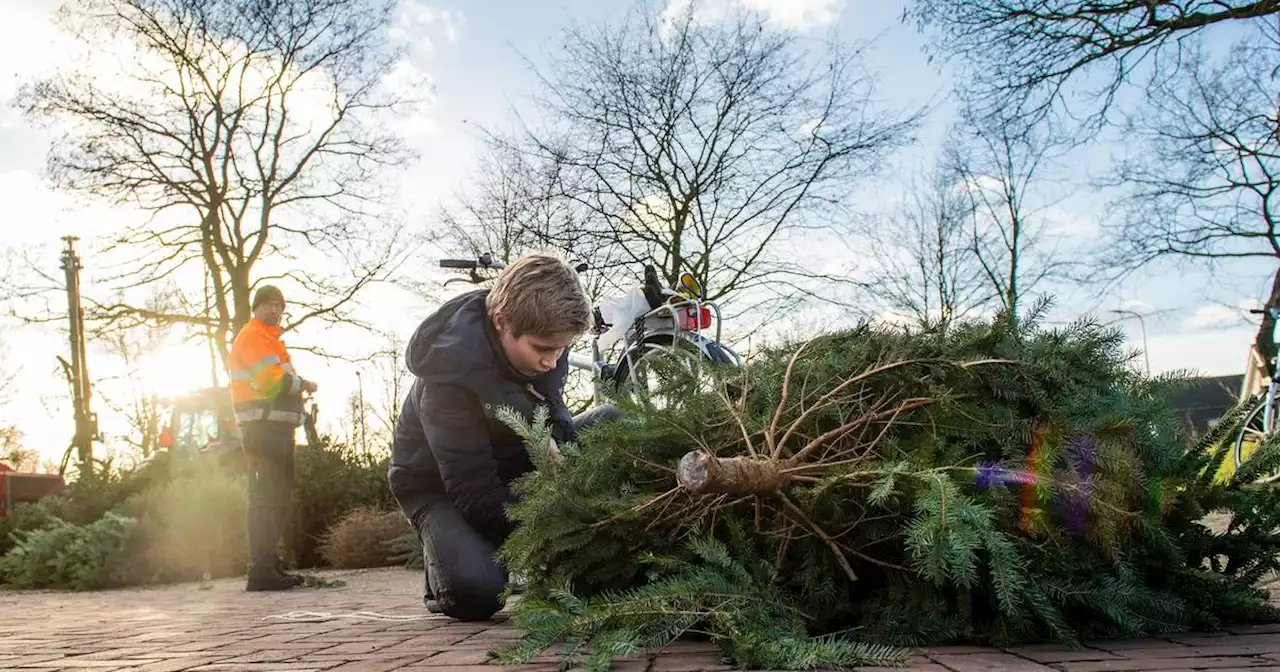 Hellendoorn zamelt na corona weer kerstbomen in: Goed voor milieu en met geldprijsjes voor jeugdige inzamelaars