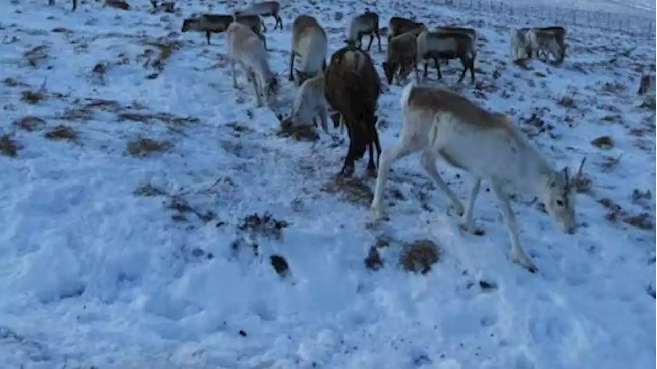 Reindeer eyes change color, putting Rudolph's red nose in the shade