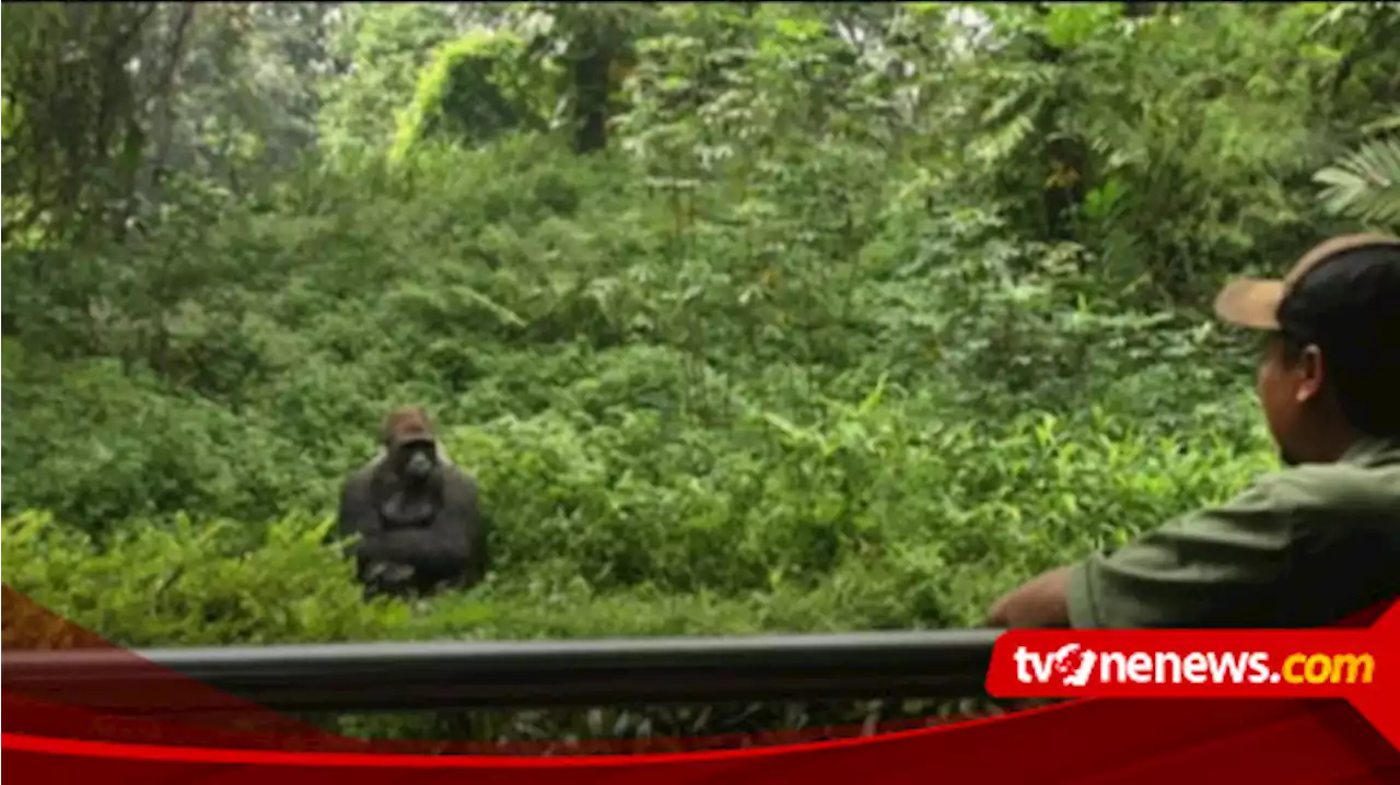 Atraksi Gorila Ramaikan Natal di Taman Margasatwa Ragunan