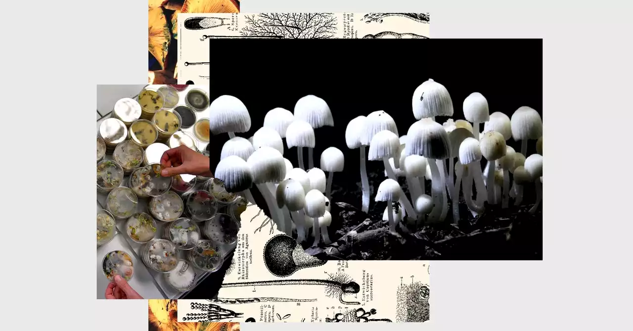 Hackers, Mason Jars, and the Psychedelic Science of DIY Shrooms