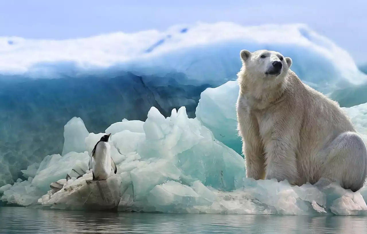 Les ours polaires du Canada en grand danger