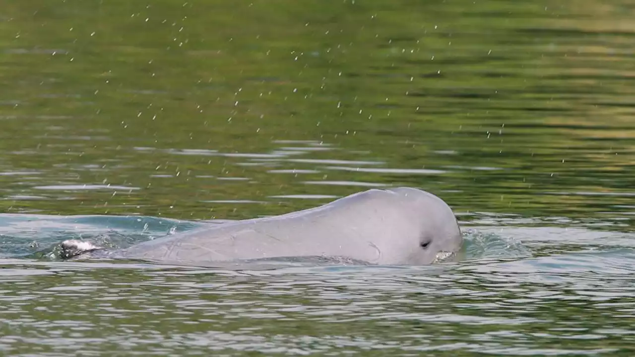 Deaths of 3 endangered Cambodian dolphins raise alarm