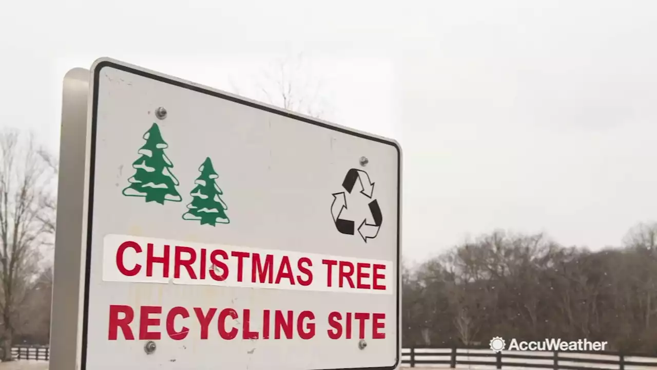 Solid Waste Management opening 24 Houston-area recycling locations for your Christmas trees