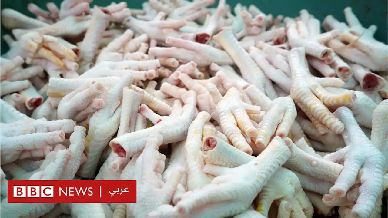 'فوائد أرجل الدجاج' تثير موجة من الجدل والسخرية في مصر - BBC News عربي