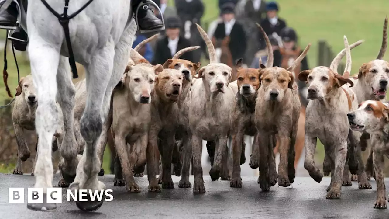 Fox hunting: Fresh demands to toughen laws ahead of hundreds of meets