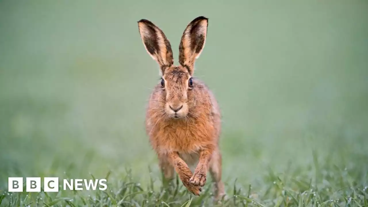 Lincolnshire: 'Significant' fall in hare coursing offences - police