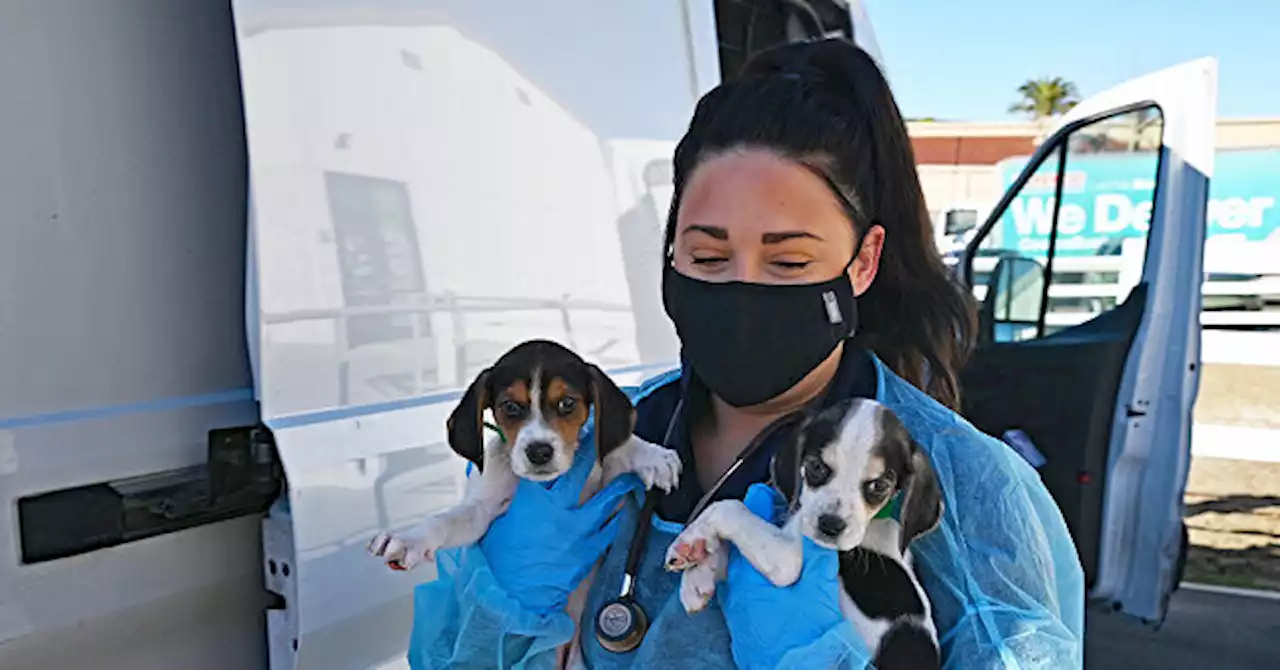 38 Puppies Survive Crash in Texas, Put Up for Adoption in San Diego