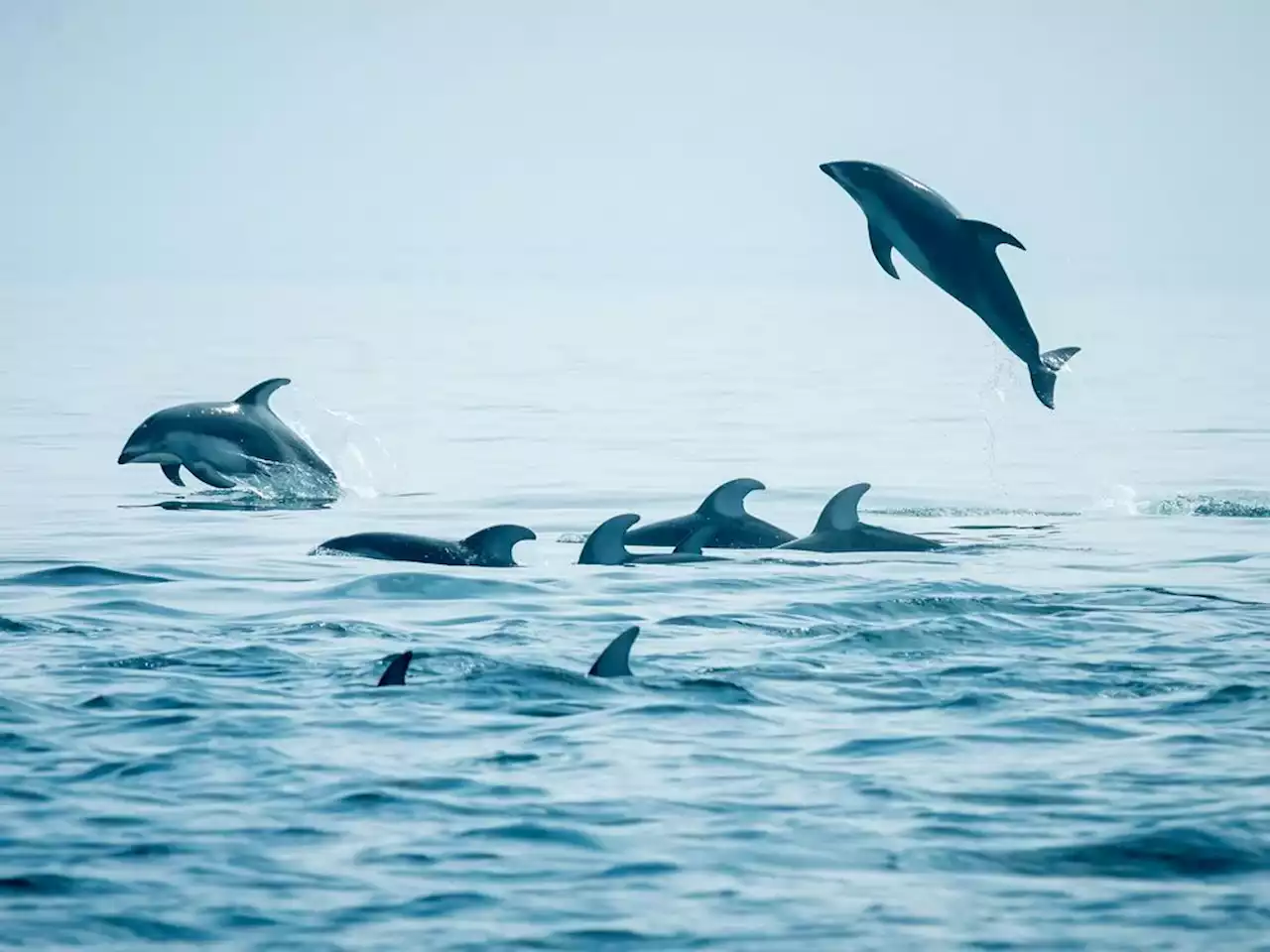 Dolphins delight with return to B.C. waters, but some see 'invasive species'