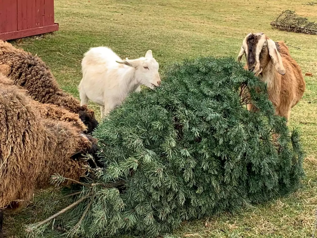 Christmas trees make a good post-holiday snack for goats and sheep