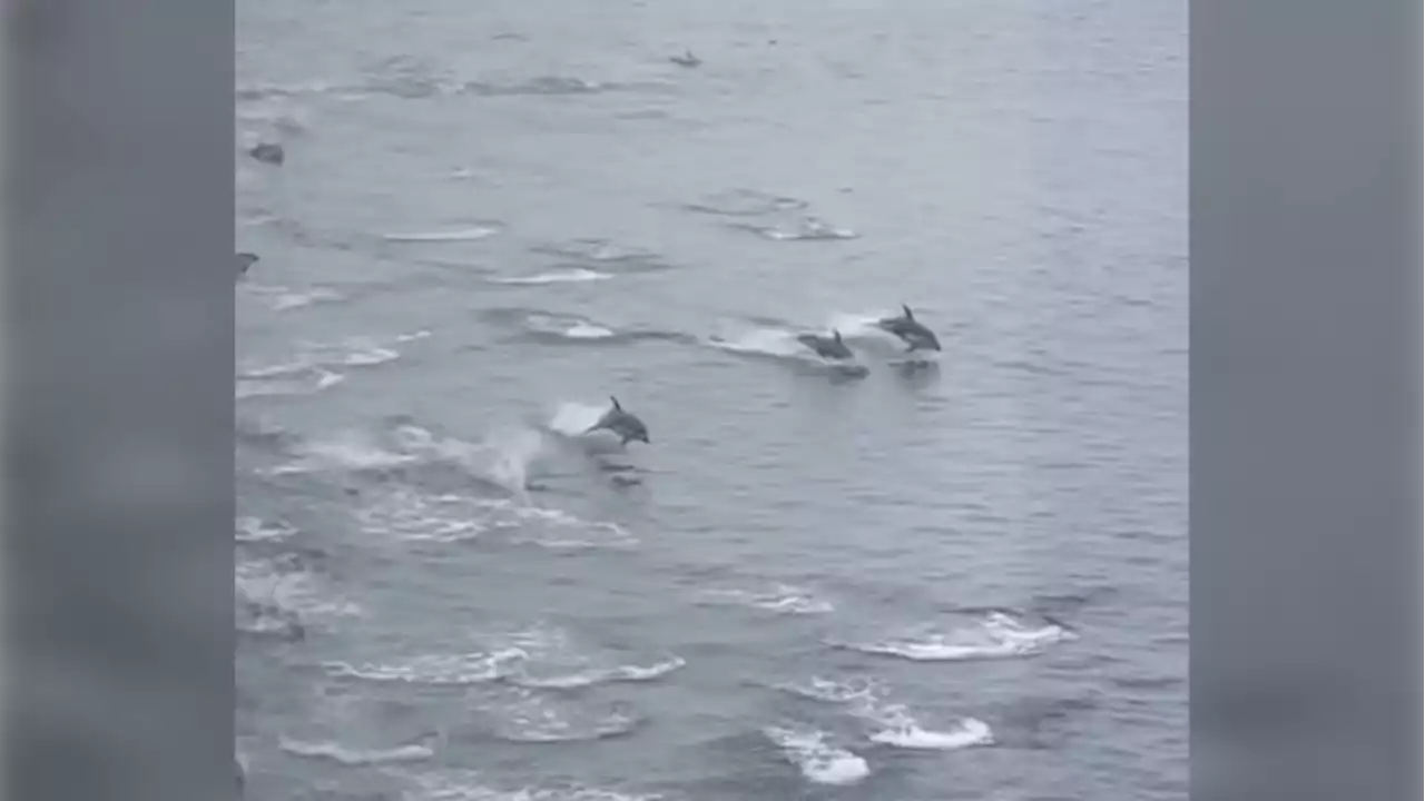 Dolphins delight with return to B.C. waters, but some see 'invasive species'